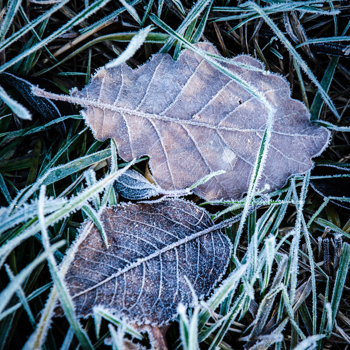 Blaetter im Winter