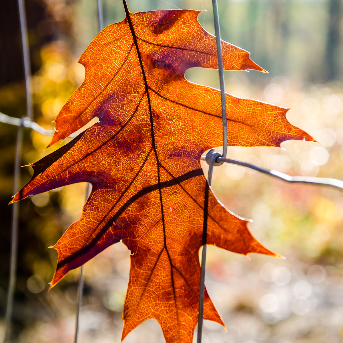 braunes Blatt